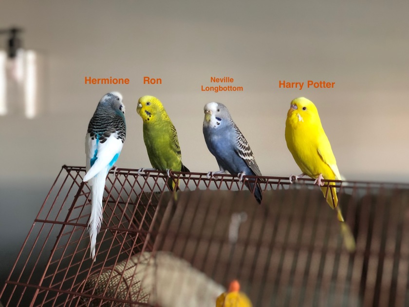 Harry Potter Birds